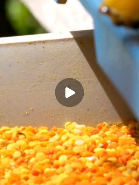 Polen SÁNATE — Reels Instagram